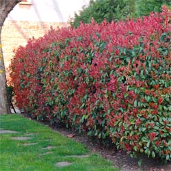 Fotnia 'Red Robin'